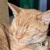 Cat Miller - @mamatortiecat70 - TikTok