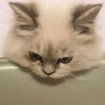 Cat - @cat.shen.cat - Instagram