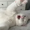 Cat Shenanigans - @cat.shenanigans - TikTok