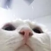 Catarina miranda - @cat__miranda - TikTok