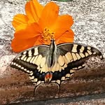 caterina grillo - @grillo4536 - Instagram