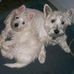 Catherine Gibbs-Allardyce - Facebook