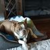 Catherine Amodeo - Facebook