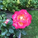 Catherine Anger - @catherineanger - Instagram