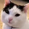 Catherine Anglin733 - @cat0747 - TikTok