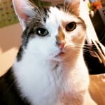 Catherine H. Arnett - @dieschreibendekatze - Instagram
