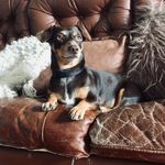 Catherine Beasley - @abigailrose_houndx - Instagram