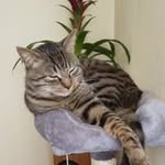 Catherine Bonneau - @chipie15071941 - Instagram