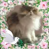 Catherine Bourdon - @catherine.bourdon3 - TikTok