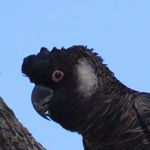 Catherine Bourne - @cbcockatoo - Instagram
