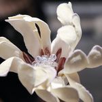 Catherine Bowden - @floralartbycatherine - Instagram