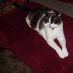 Catherine Bowers - @catherinebowers1956 - Instagram