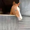 KitKat - @catherinebriscoe3 - TikTok
