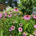 Catherine Britton - Facebook