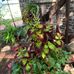 Catherine Burrows - Facebook