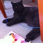 Catherine (Cat) Cagle - @purlykittenfiberarts - Instagram