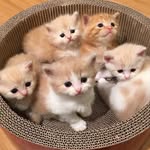 Catherine Canfield - @inspirational_cats_365 - Instagram