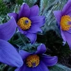Catherine Combe - Facebook