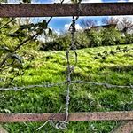 Catherine Comer - @agri.art - Instagram