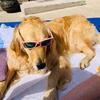 Daisy Dog - @catherineconn - TikTok