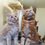 Catherine Coon - @mycattery2020 - Instagram