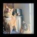 Coffee And Frenchy Cat - Facebook