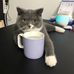 Coffee Cat - Facebook