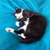 Catherine Cornish - Facebook
