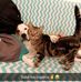 Catherine Corso - Facebook
