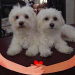 Catherine Cotroneo - @cotroneocatherine - Instagram