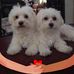 Catherine Cotroneo - Facebook