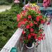 Catherine Deese - Facebook