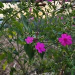 Catherine Morris Delong - @catherinedelong74 - Instagram