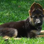 Catherine Dickerson - @hawkeyegermanshepherds - Instagram