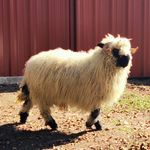 Dr. Catherine Kuiken-Dickerson - @2c_homestead - Instagram