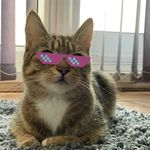 Catherine Drake - @tabbytalesofcatherine - Instagram