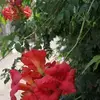catherinedu - @catherinedu - TikTok