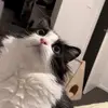 CatherineDuo - @catherineduo - TikTok