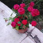 Catherine Dubuisson - Facebook
