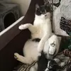Catherine Dwyer - @catherine.dwyer3 - TikTok