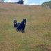 Cat Eagle - Facebook