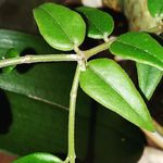 Catherine Earl Plant Girl - @hosta_lily_t - Instagram