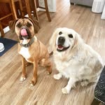 Katherine Ebert Thore - @regallegalknitter - Instagram