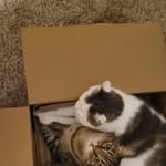 Catherine Eddy - @tabbycat_333 - Instagram