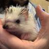 Catherine Farrington - @hedgehogresqr - TikTok