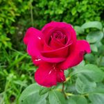 Marie Catherine Ferrand - @boby_la_glue - Instagram