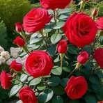 Catherine Francis - Facebook