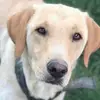 catherine giddy - @theia_dog_ - TikTok