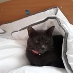 Catherine Gavin - @islagavin77 - Instagram