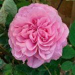 Catherine Goss - @le_temps_d1_point - Instagram
